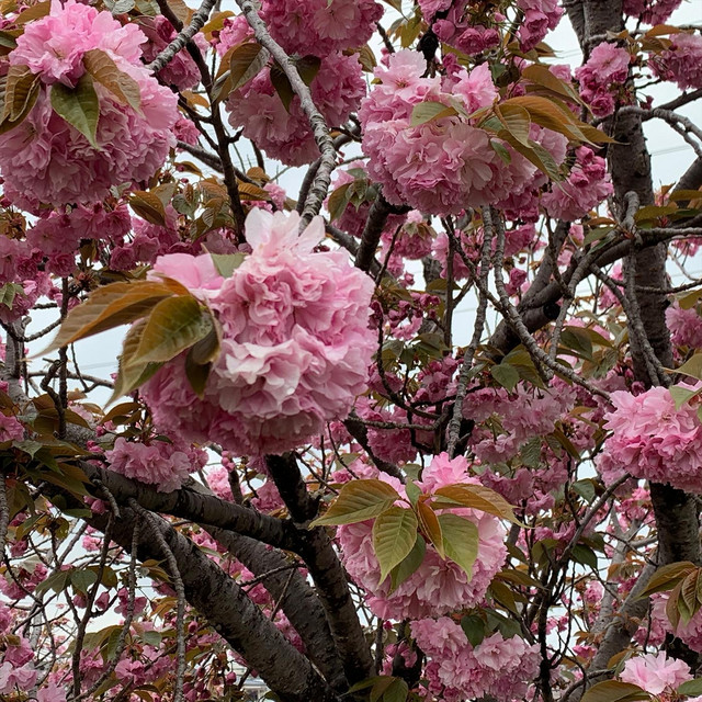 Double Cherry Blossoms Chino Yoshio